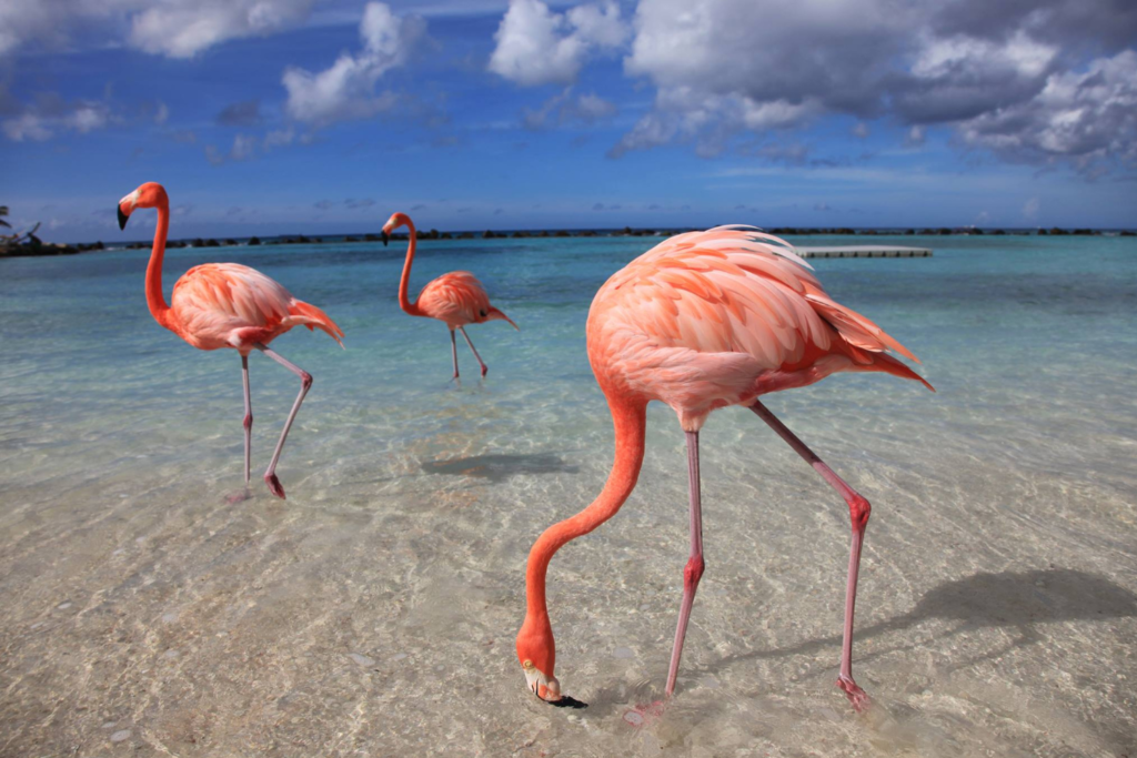 Guia Completo de Viagem para Aruba: Roteiro, Custos, Dicas e o Que Fazer capa blog